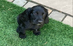 Cocker Spaniel dogs for sale: Working Cocker Spaniels with fabulous pedigree. in Glossop - Image 5