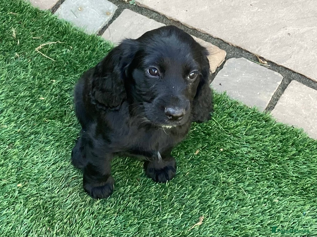 Cocker Spaniel dogs for sale: Working Cocker Spaniels with fabulous pedigree. in Glossop - Image 5