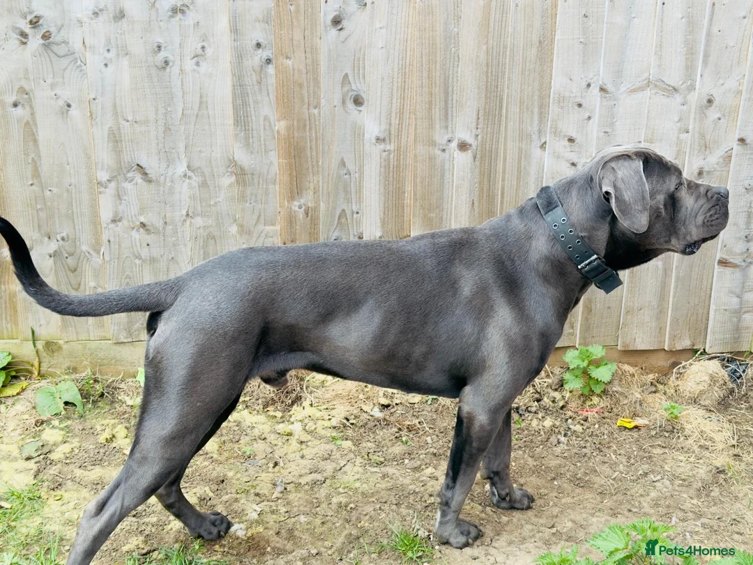 Cane Corso dogs for sale: Rehomeing cancorso urgent need rehoming 500£ - Advert 2