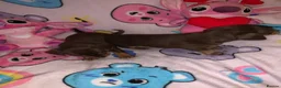 Miniature Dachshund dogs for sale: 2 girl miniature Dachshund  - Advert 11