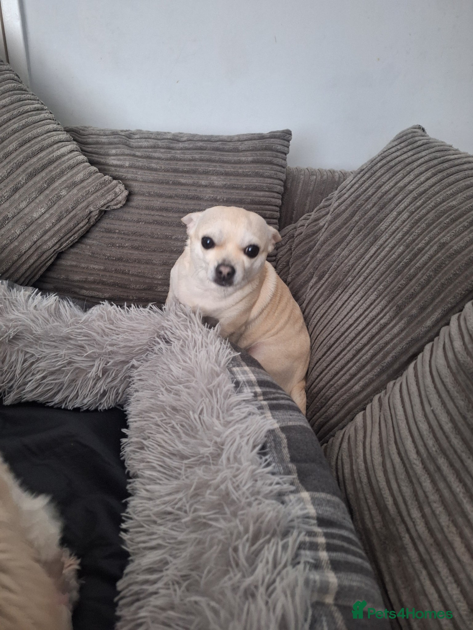 Shih Tzu dogs 8 year old shih tzu and 6 year old chihuhua - Advert 1
