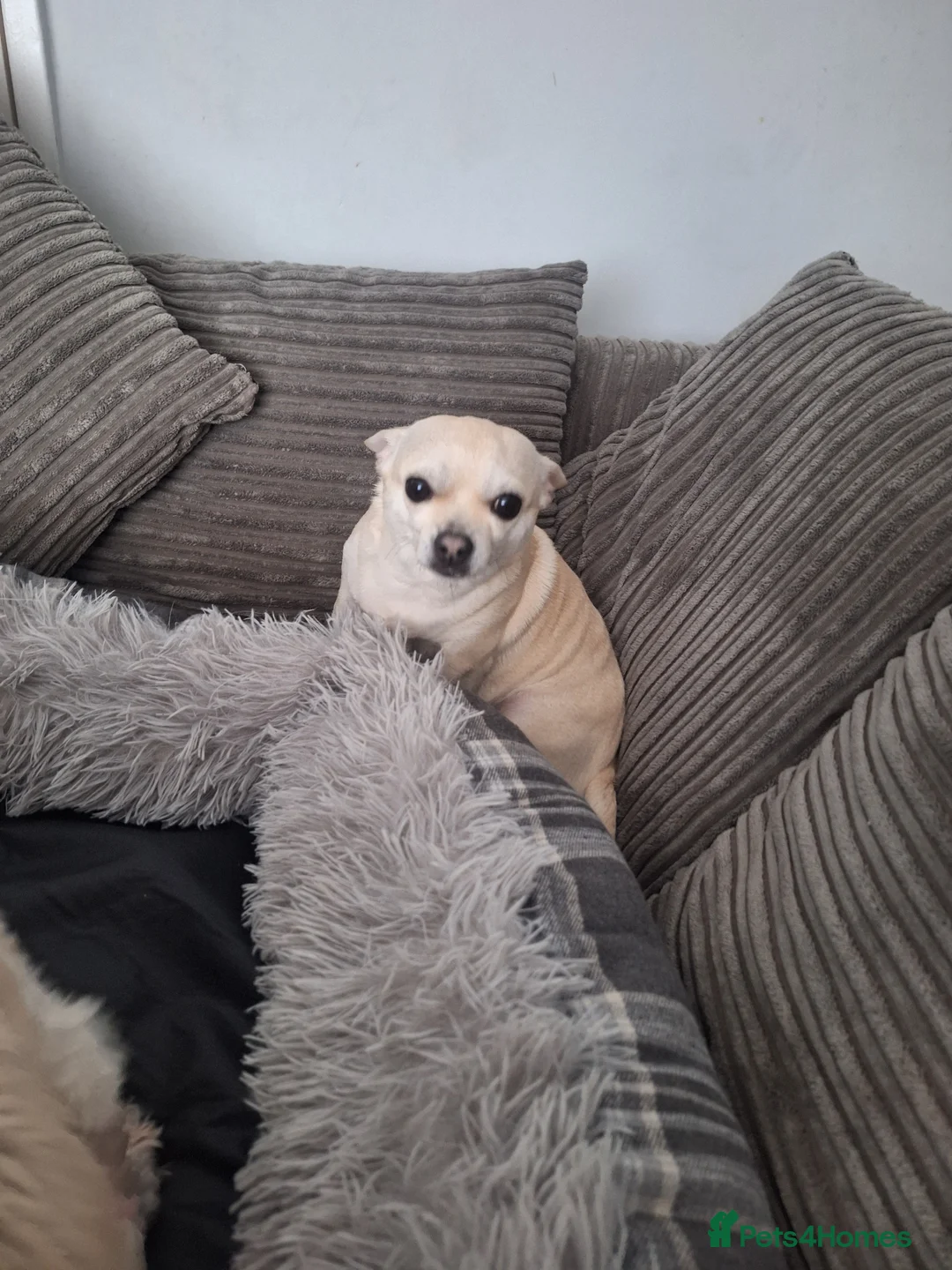 Shih Tzu dogs for sale: 8 year old shih tzu and 6 year old chihuhua - Advert 1