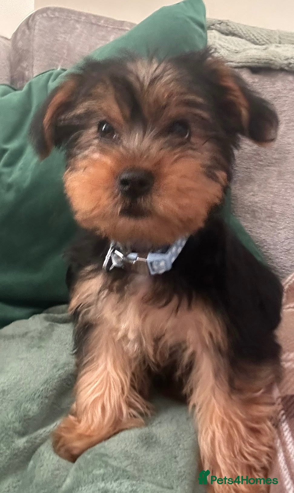 Yorkshire Terrier dogs Yorkshire Terrier Boy  - Advert 1