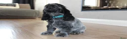 Cocker Spaniel dogs for sale: KC Registered Blue Roan Show Cocker Spaniel Boys - Advert 31