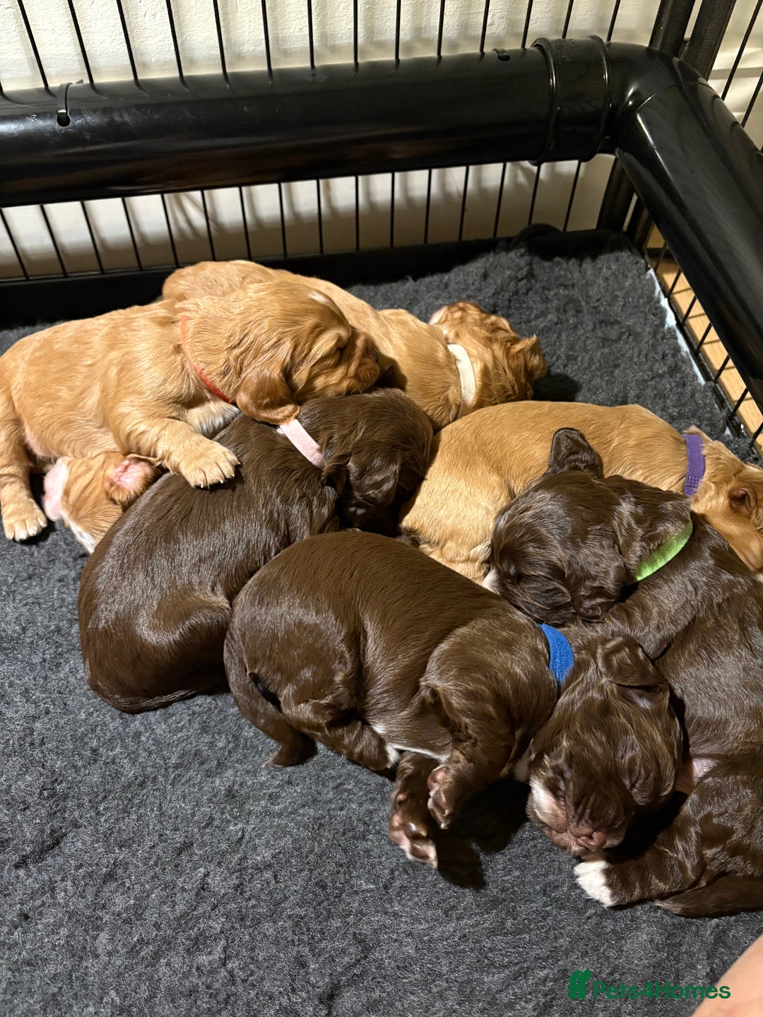 Cocker Spaniel dogs for sale: Working Cocker Spaniel puppy’s  - Advert 10