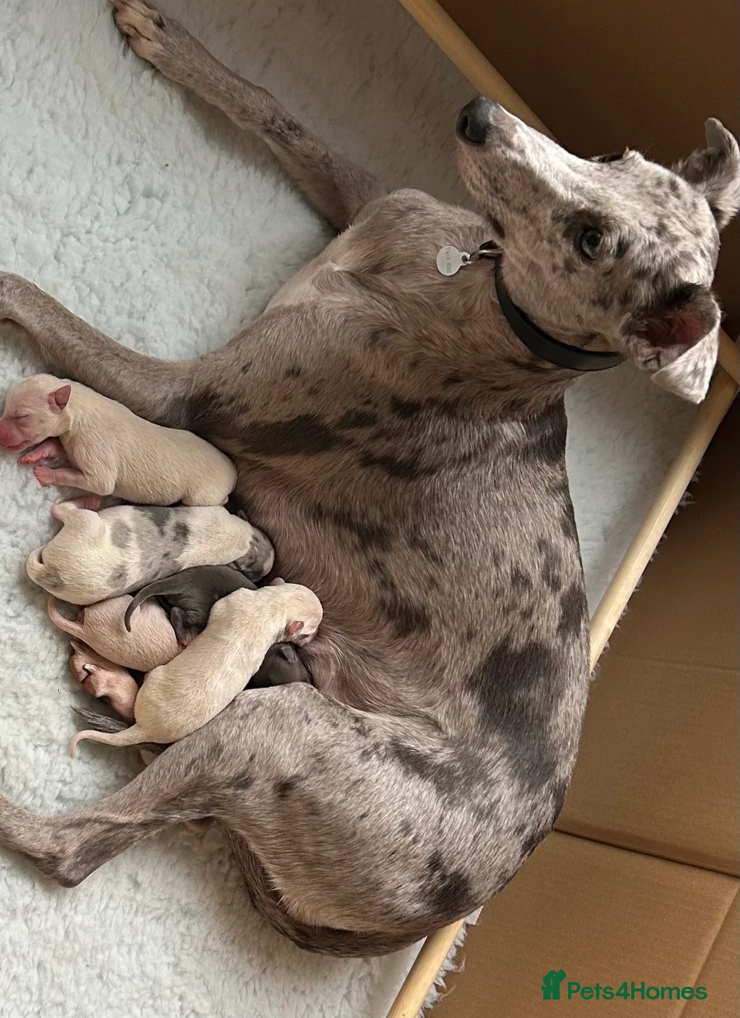 Whippet dogs for sale: Whippet lurcher pups - Advert 15