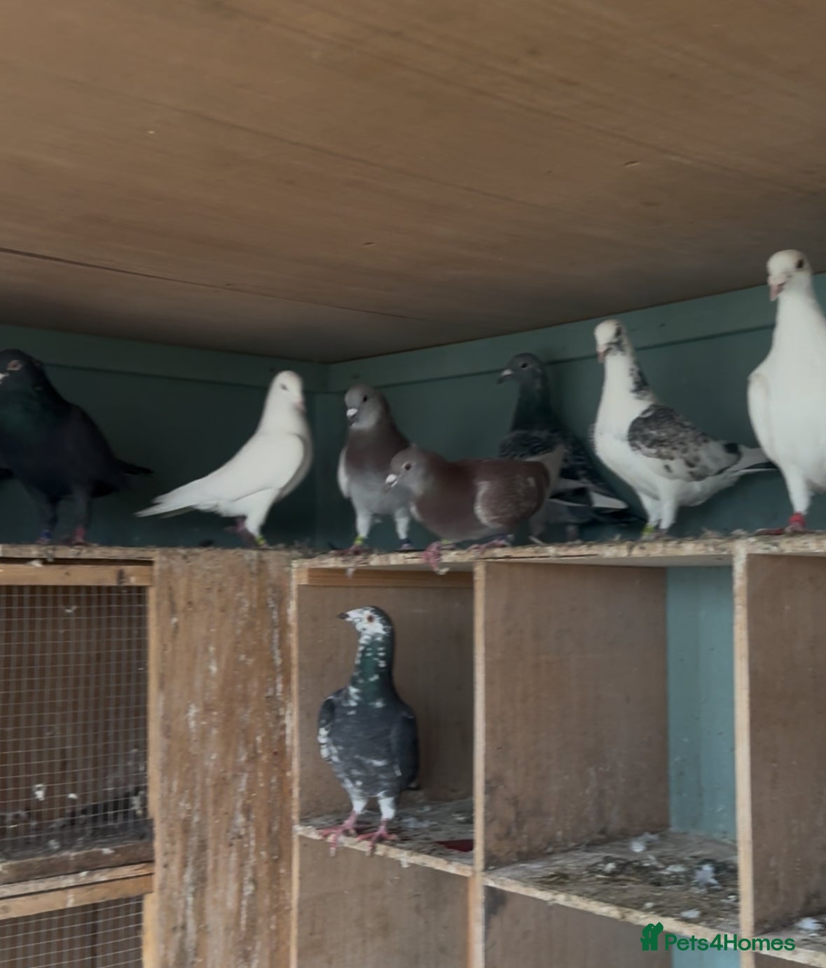 Pigeons birds Pigeons - Advert 6