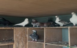 Pigeons birds for sale: Pigeons - Image 1