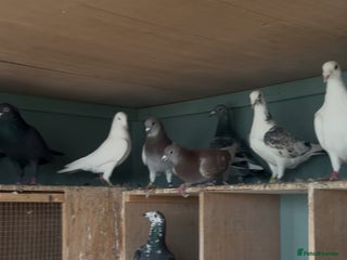 Pigeons birds - Advert 1