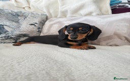 Miniature Dachshund dogs for sale: Minature dachshund  - Image 18