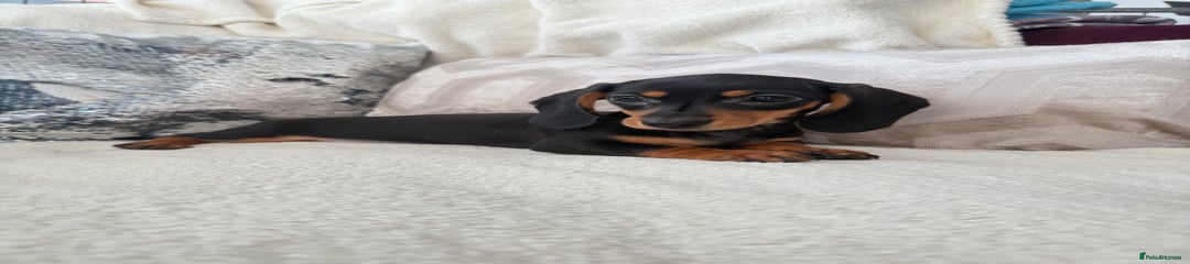 Miniature Dachshund Puppy 3