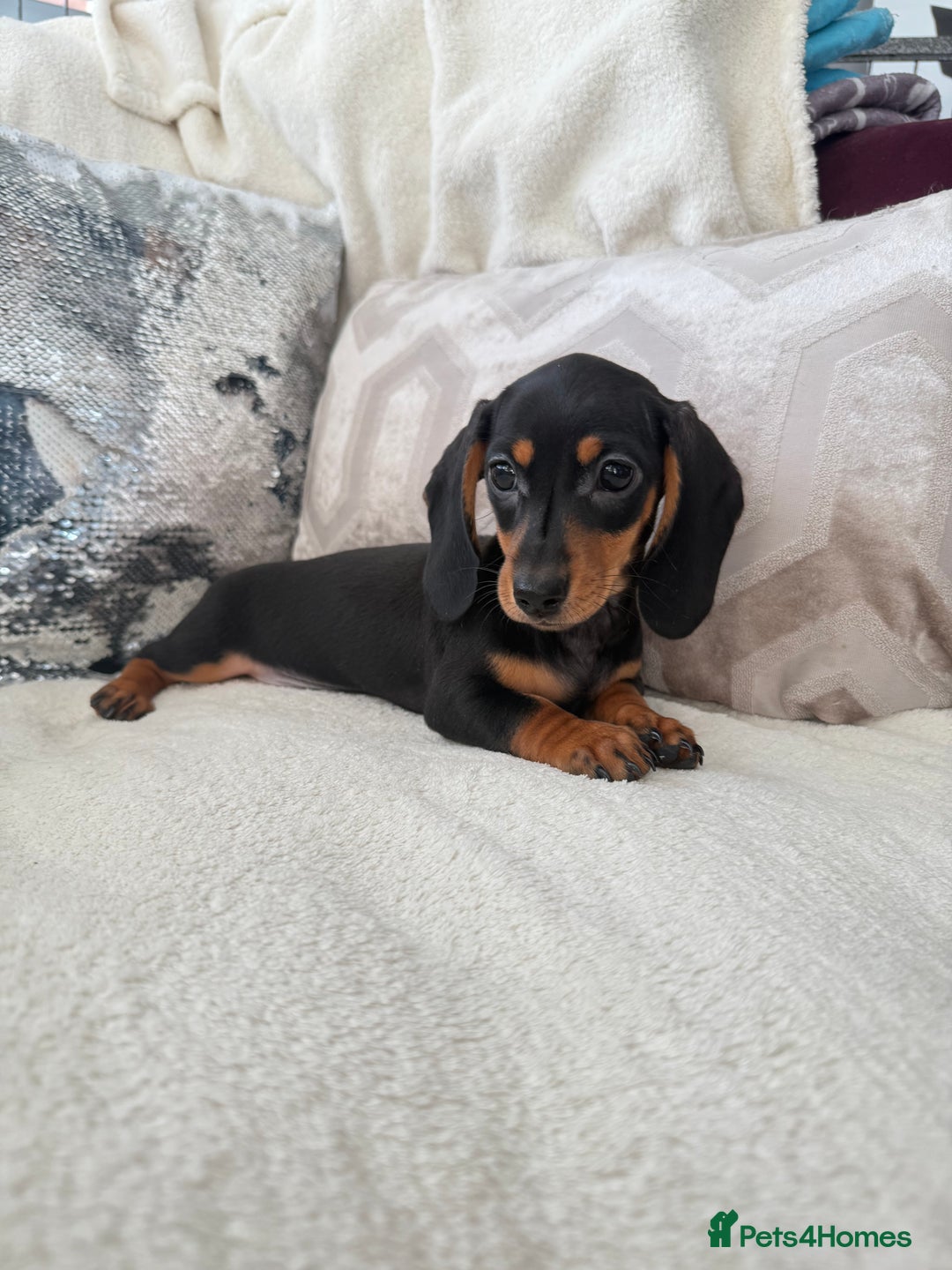 Miniature Dachshund dogs for sale: Minature dachshund  - Image 18