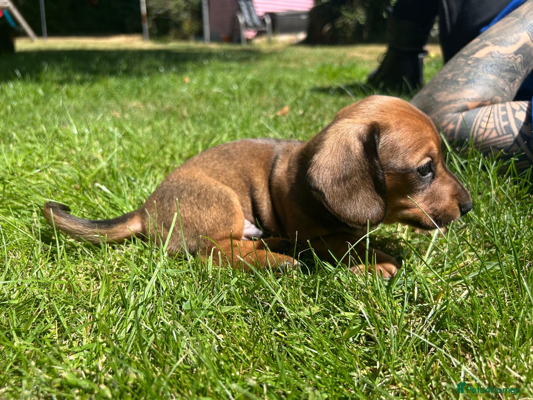 Miniature Dachshund dogs for sale: Miniature Dachshund Pups  in Banbury - Image 33