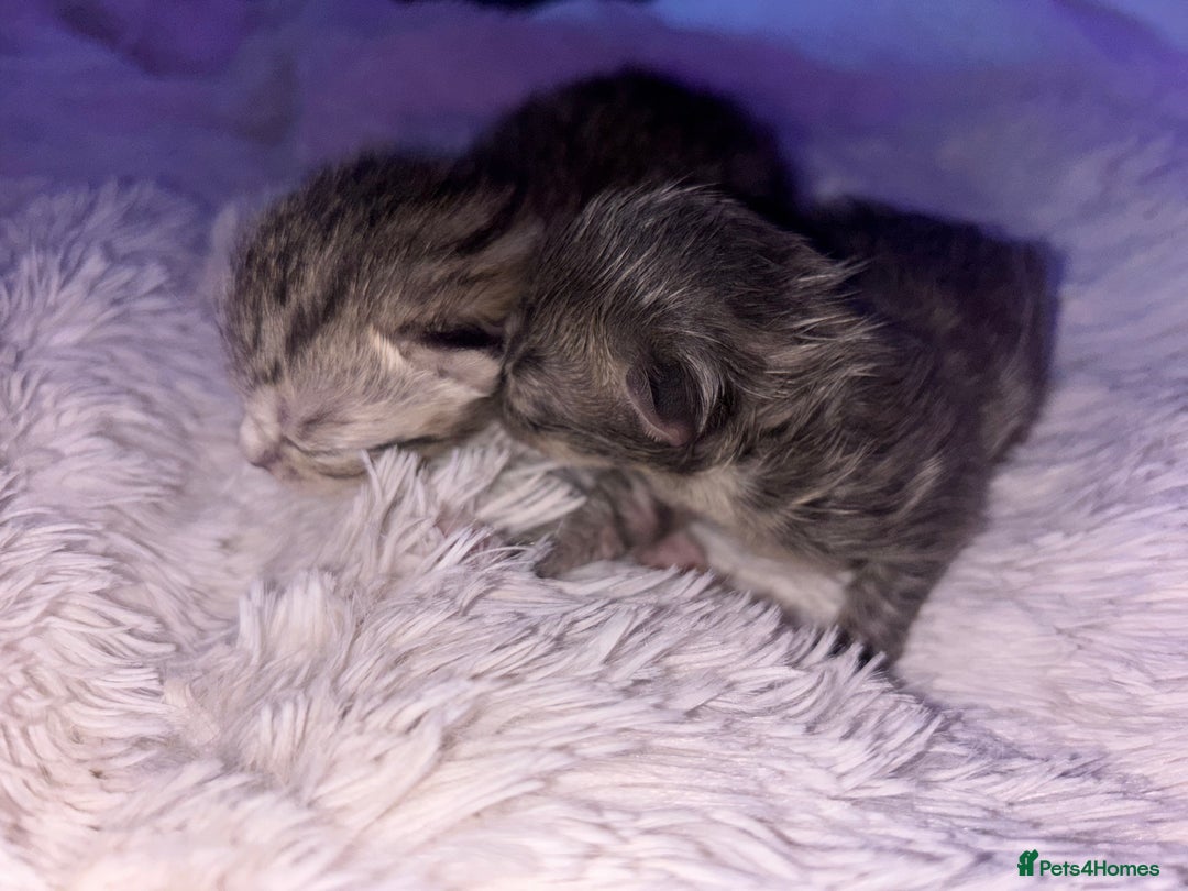 Scottish Fold cats for sale: Adorable Scottish Straight Kittens 🥰 - Advert 4