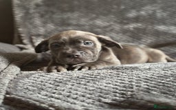 Cane Corso dogs for sale: Beautiful Cane corso Pups  - Image 13