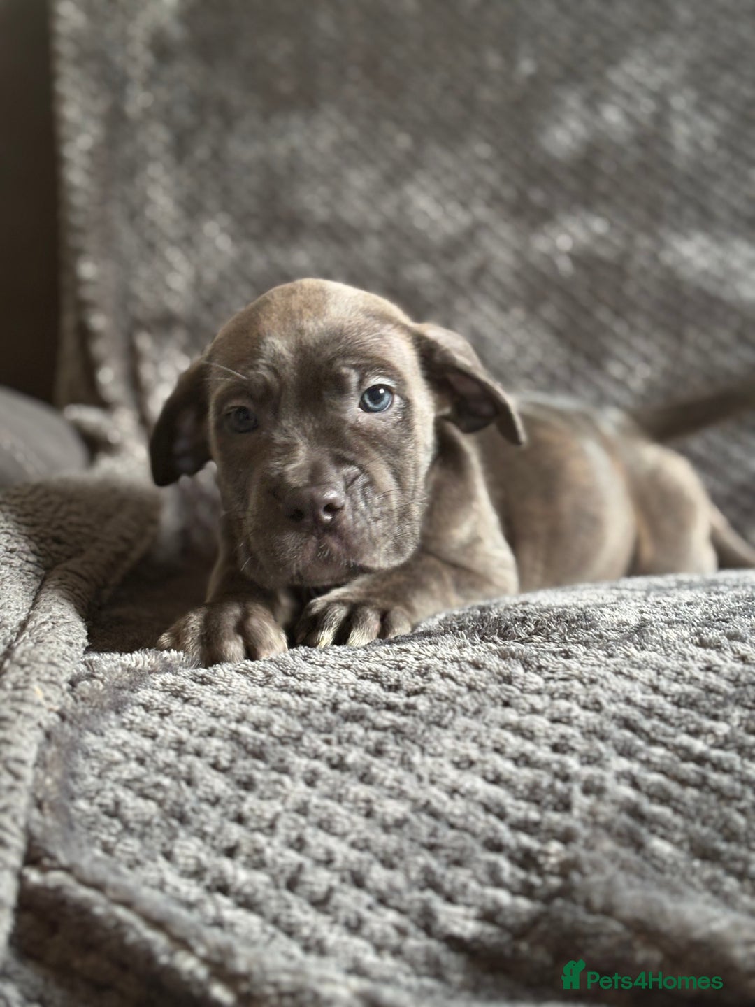 Cane Corso dogs for sale: Beautiful Cane corso Pups  - Image 13