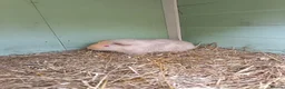 Guinea Pig rodents for sale: 2 female babies and adult male  - Advert 5