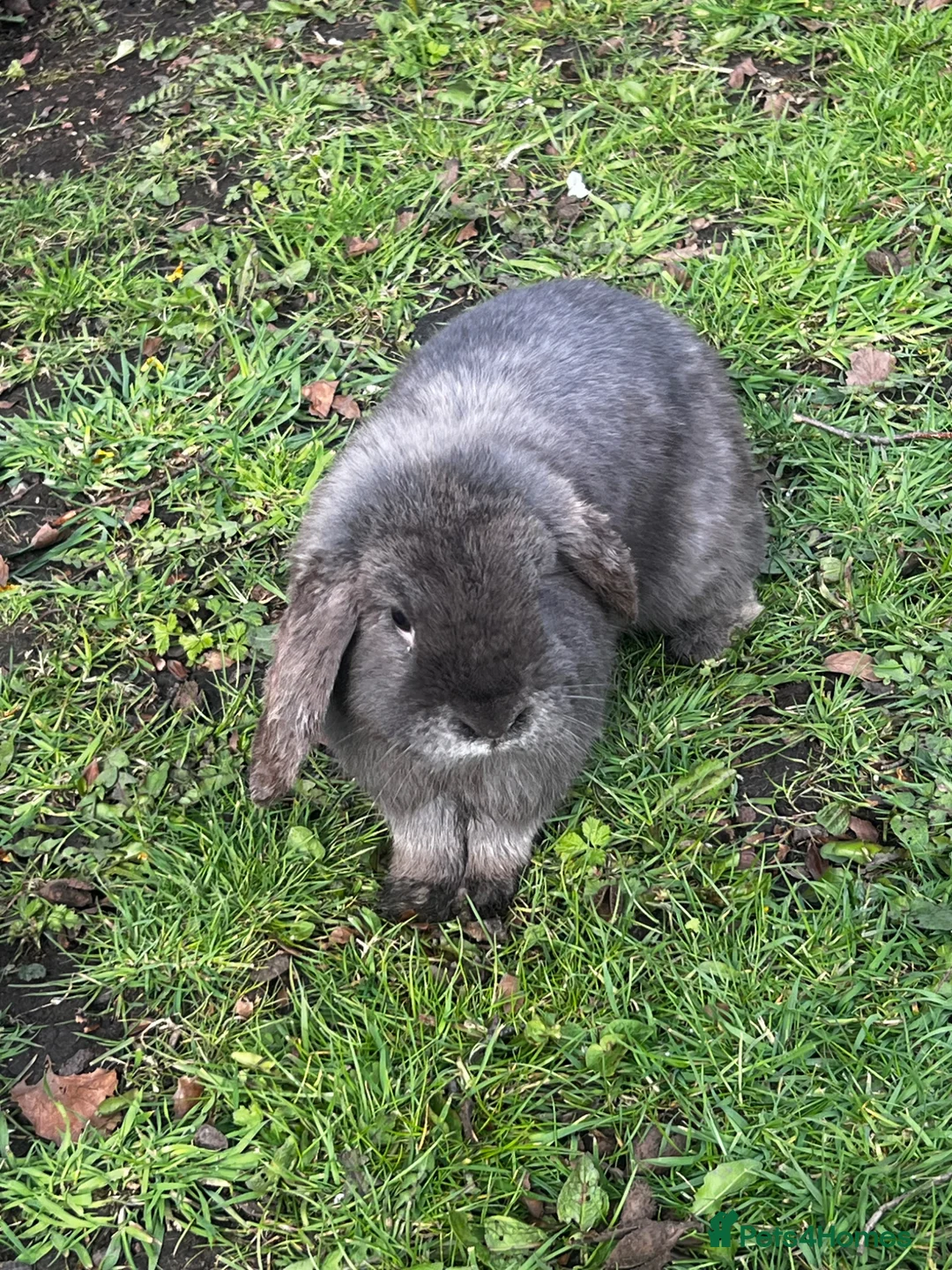 Mini Lop rabbits for sale: Mini loop - Advert 1
