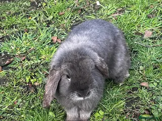 Mini Lop rabbits Mini loop - Advert 11