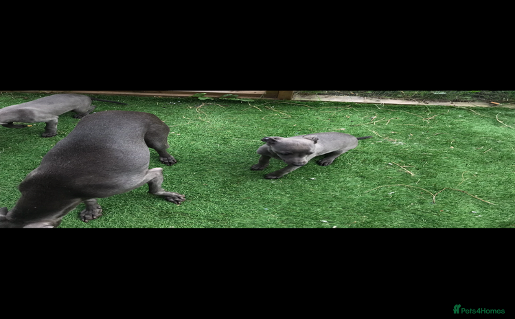 Whippet dogs - Advert 2