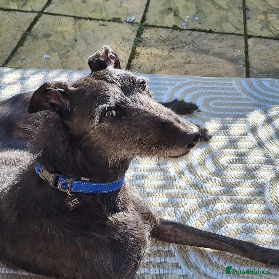Lurcher dogs Jasper - 37 kg Lurcher for Adoption - Advert 1