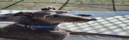 Lurcher dogs for adoption: Jasper - 37 kg Lurcher for Adoption in Wells - Advert 1
