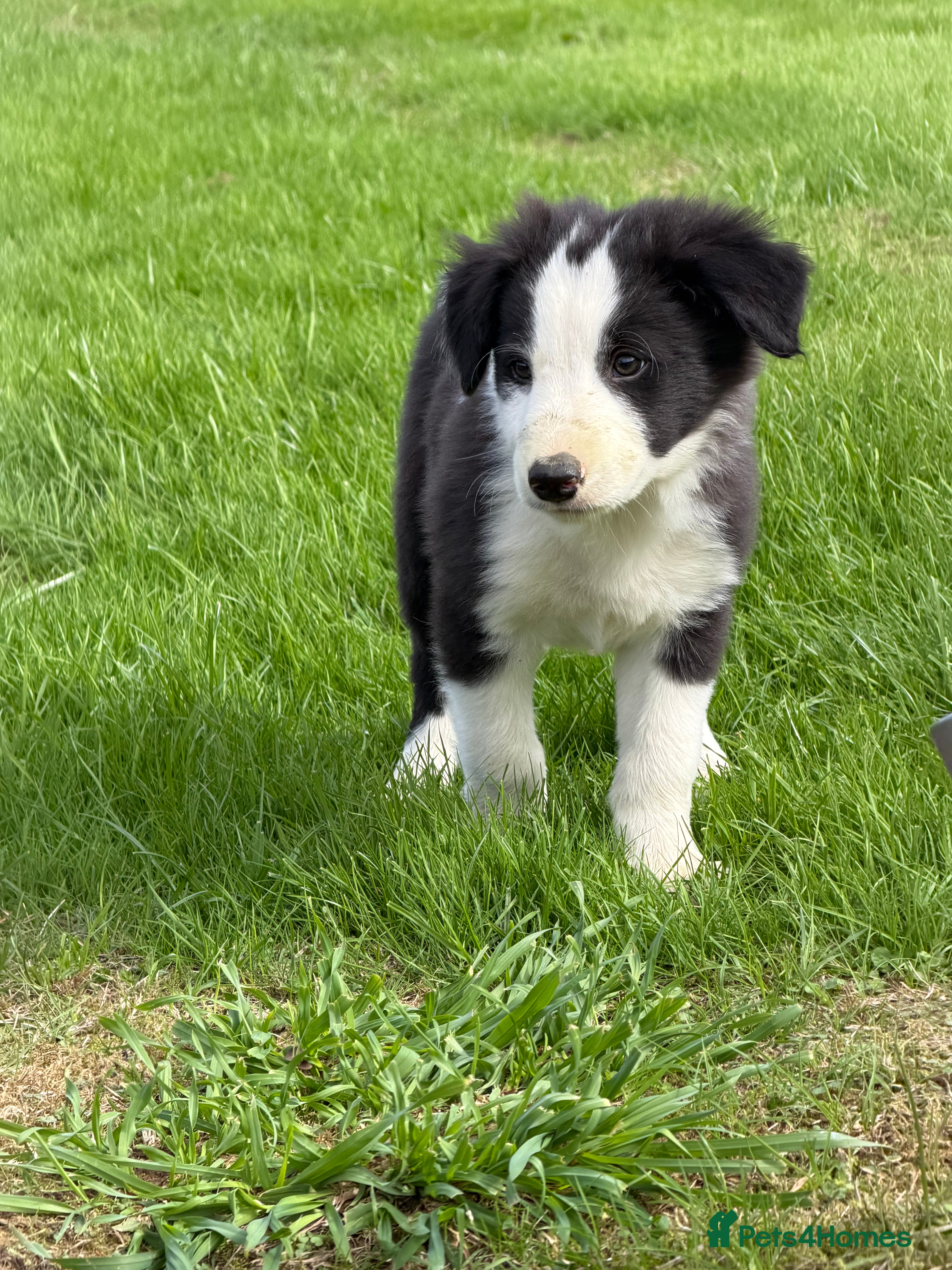 Border Collie dogs Border collie pups for sale - Advert 2
