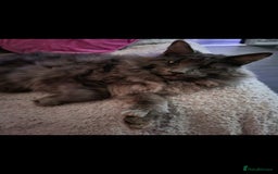 Mixed Breed cats for sale: Beautiful X Mainecoon babies  - Image 18