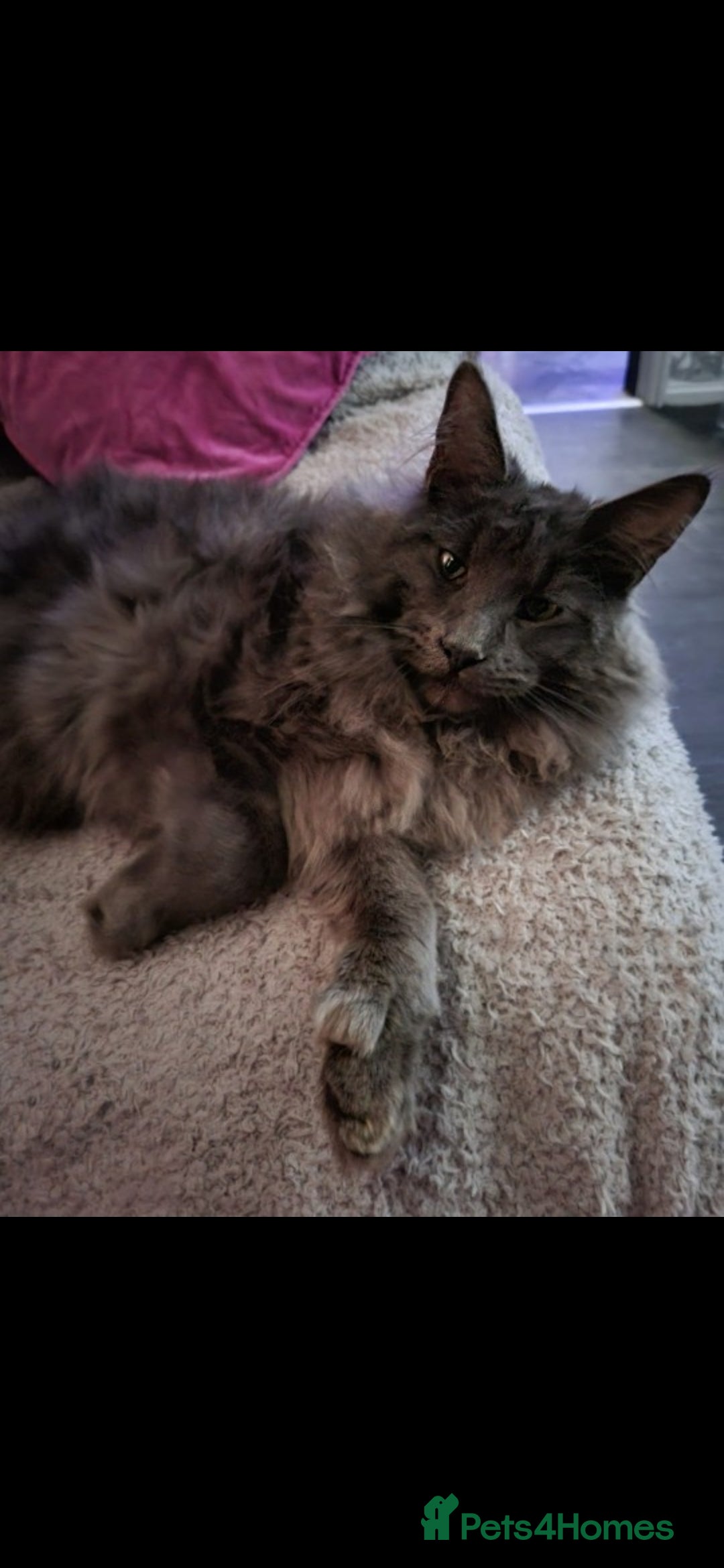 Mixed Breed cats for sale: Beautiful X Mainecoon babies  - Image 18