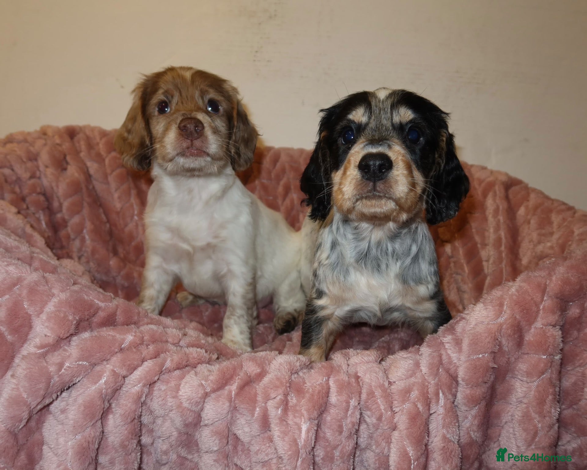 Cocker Spaniel dogs for sale: Cocker spaniel pups  - Advert 12