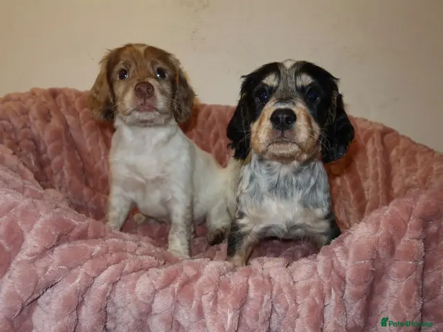 Cocker Spaniel dogs for sale: Cocker spaniel pups - Advert 1