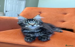 Maine Coon cats for sale: ✨Maine Coon Kittens Available - Champion Pedigree✨ - Image 4