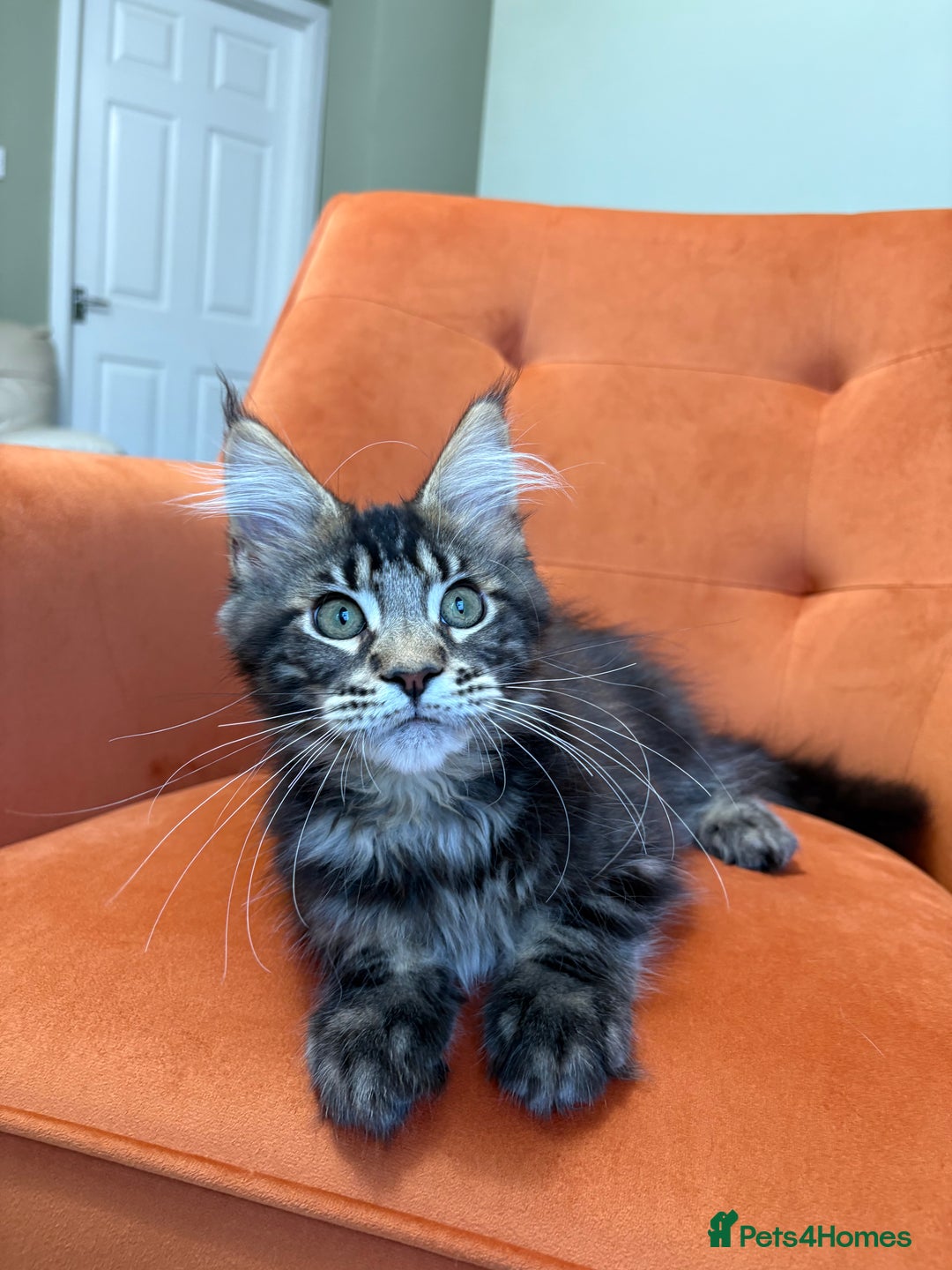 Maine Coon cats for sale: ✨Maine Coon Kittens Available - Champion Pedigree✨ - Image 4