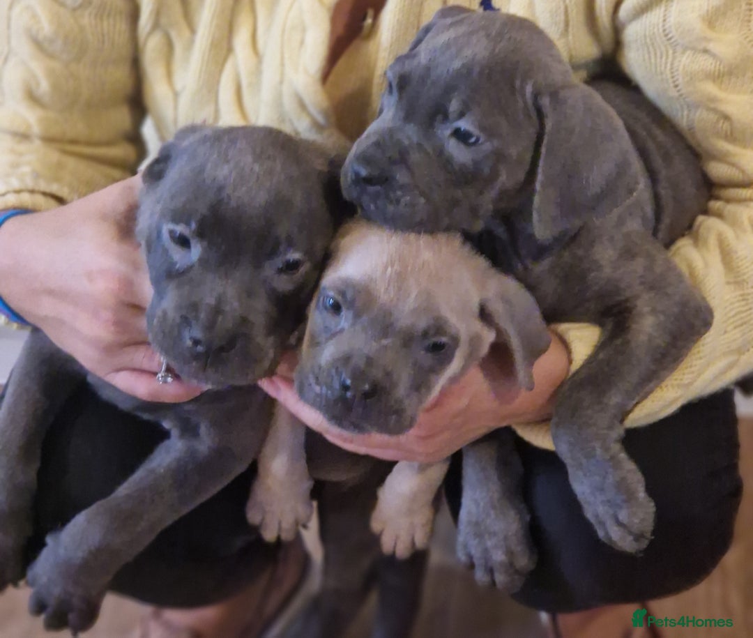 Cane Corso dogs for sale: Superb Cane Corso Puppies Available  - Image 1