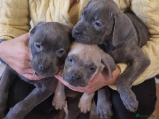 Cane Corso dogs - Advert 3