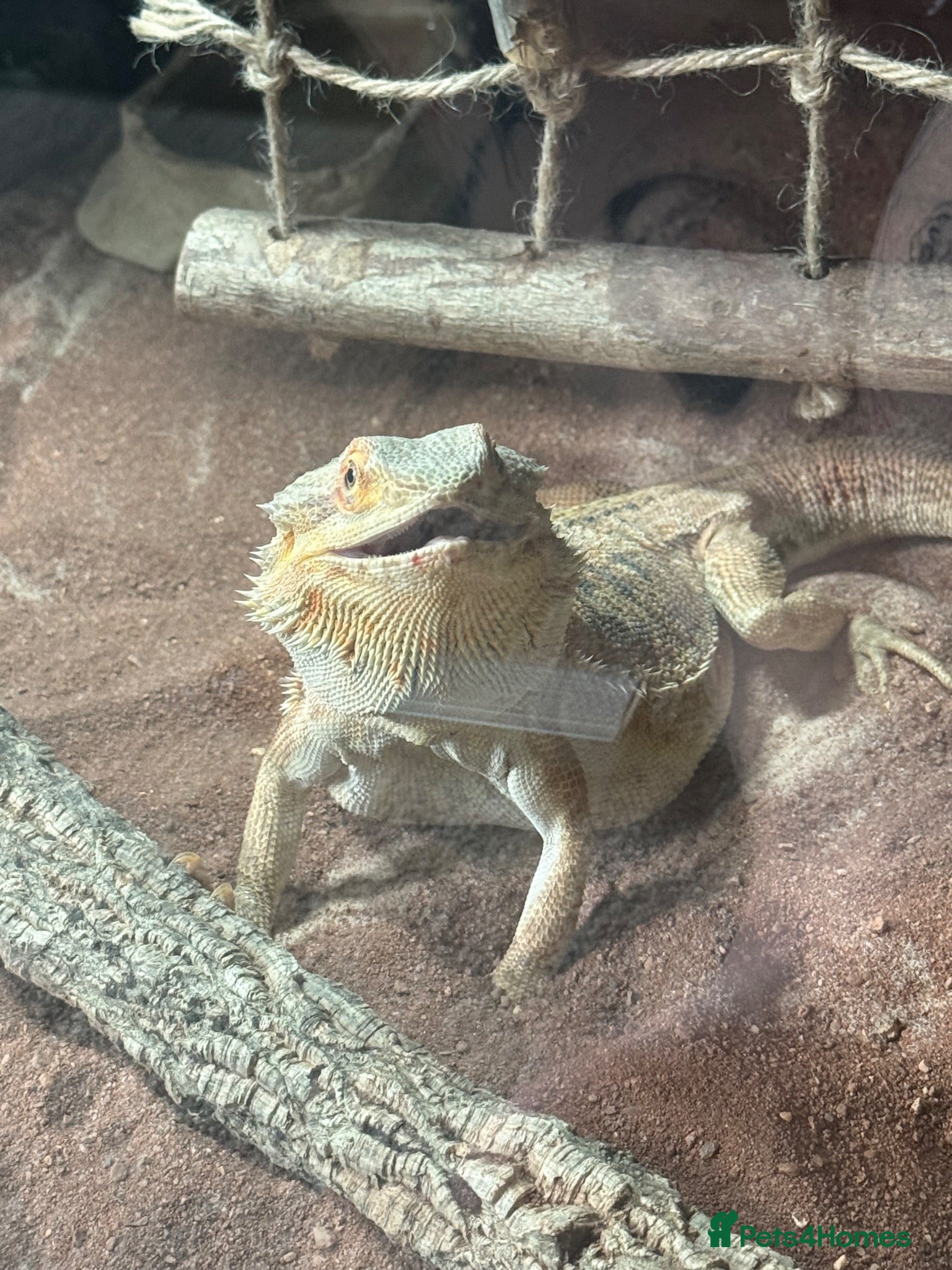 Bearded Dragon reptiles Bearded dragon and enclosure  - Advert 2