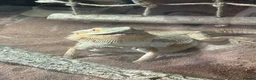 Bearded Dragon reptiles for sale: Bearded dragon and enclosure  in Manchester - Advert 1