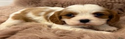 Cavalier King Charles Spaniel dogs for sale: KC Beautiful Cavaliers Health Tested Parents - Advert 8