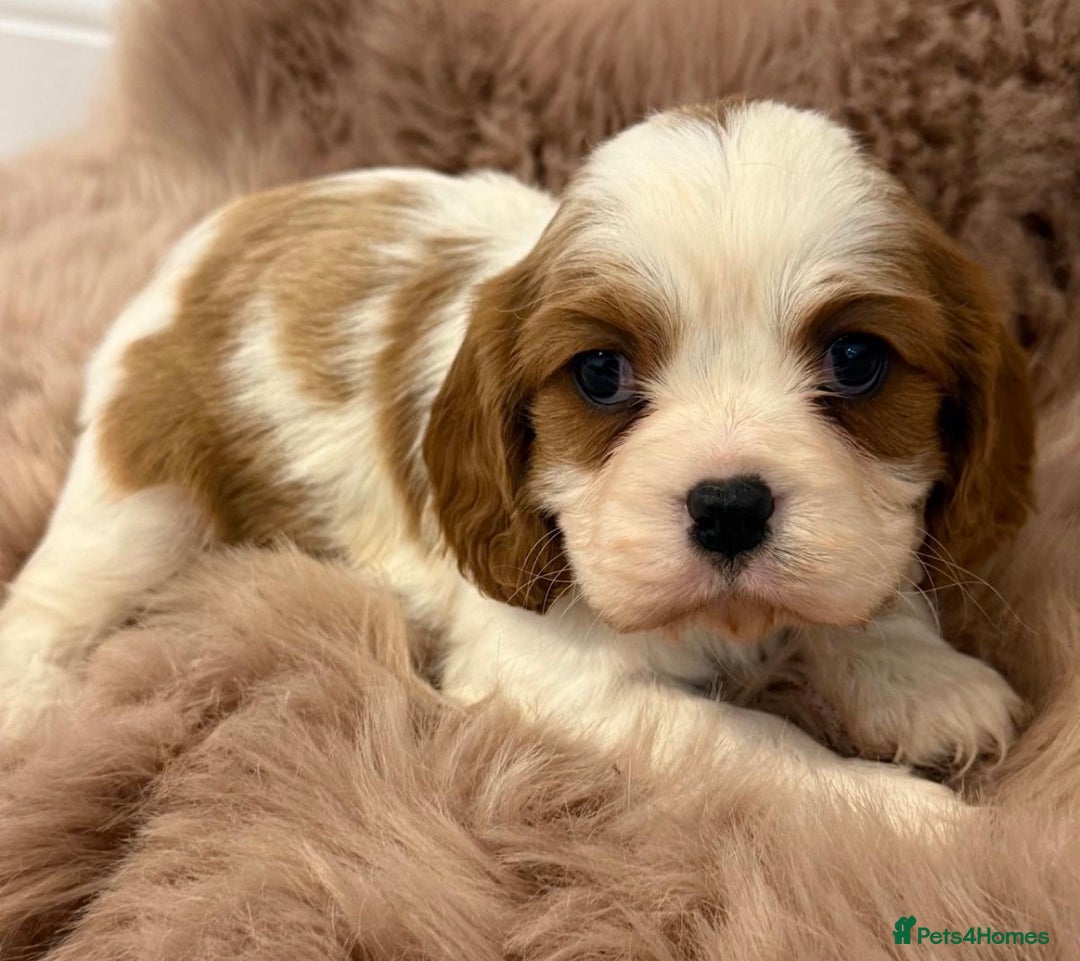 Cavalier King Charles Spaniel dogs for sale: KC Beautiful Cavaliers Health Tested Parents - Advert 8