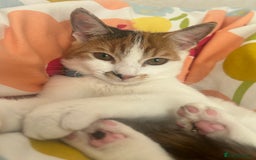 Domestic Shorthair cats for sale: Female Calico - Image 2