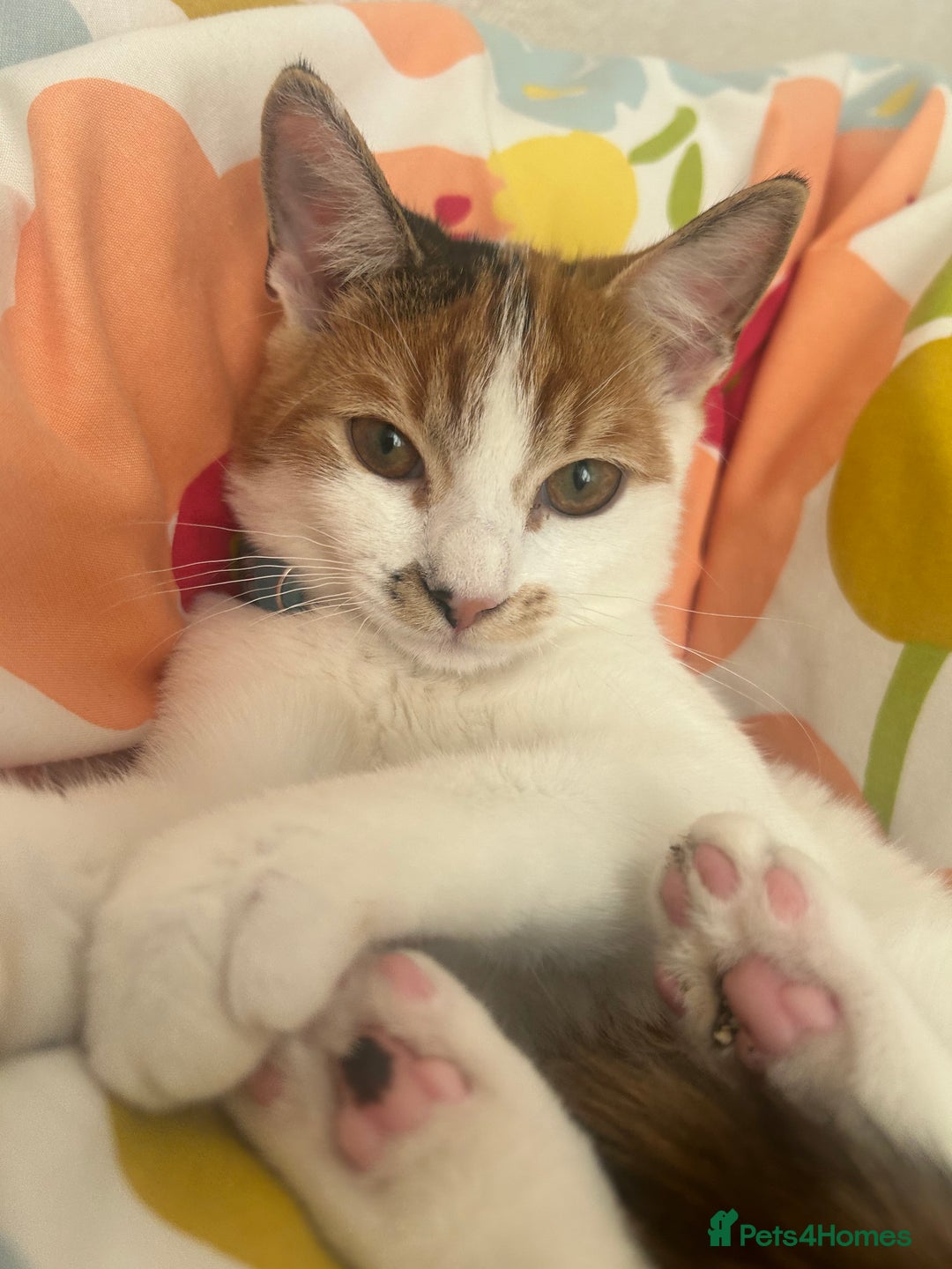 Domestic Shorthair cats for sale: Female Calico - Image 2