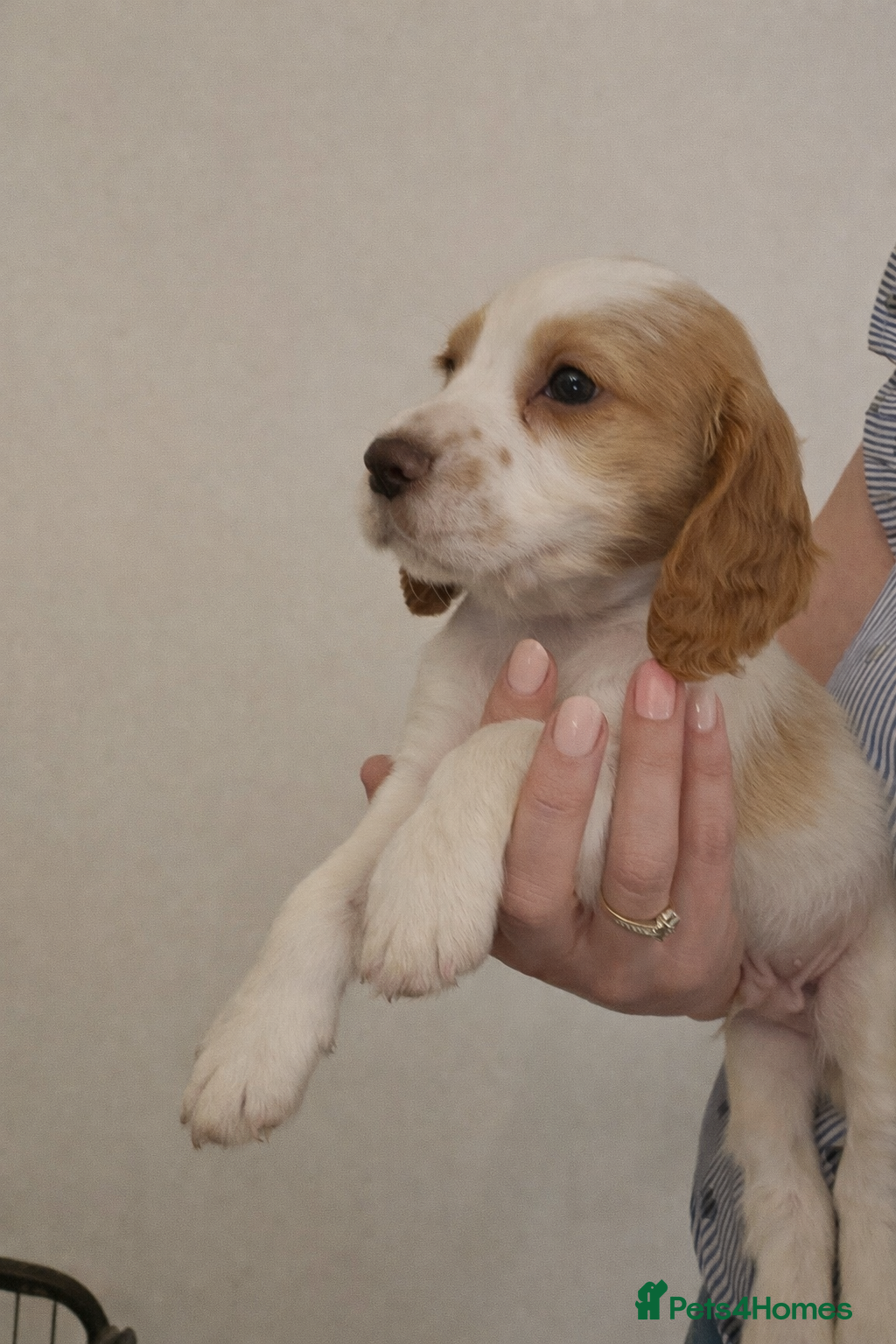 Cocker Spaniel dogs Beautiful cocker spaniel boy pup-Can leave Sunday - Advert 13