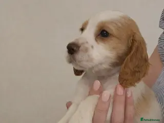 Cocker Spaniel dogs Beautiful cocker spaniel boy pup-Can leave Sunday - Advert 13