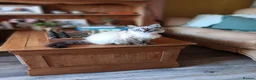 Ragdoll cats for sale: Seal Linx Ragdoll Female for sale. - Advert 7