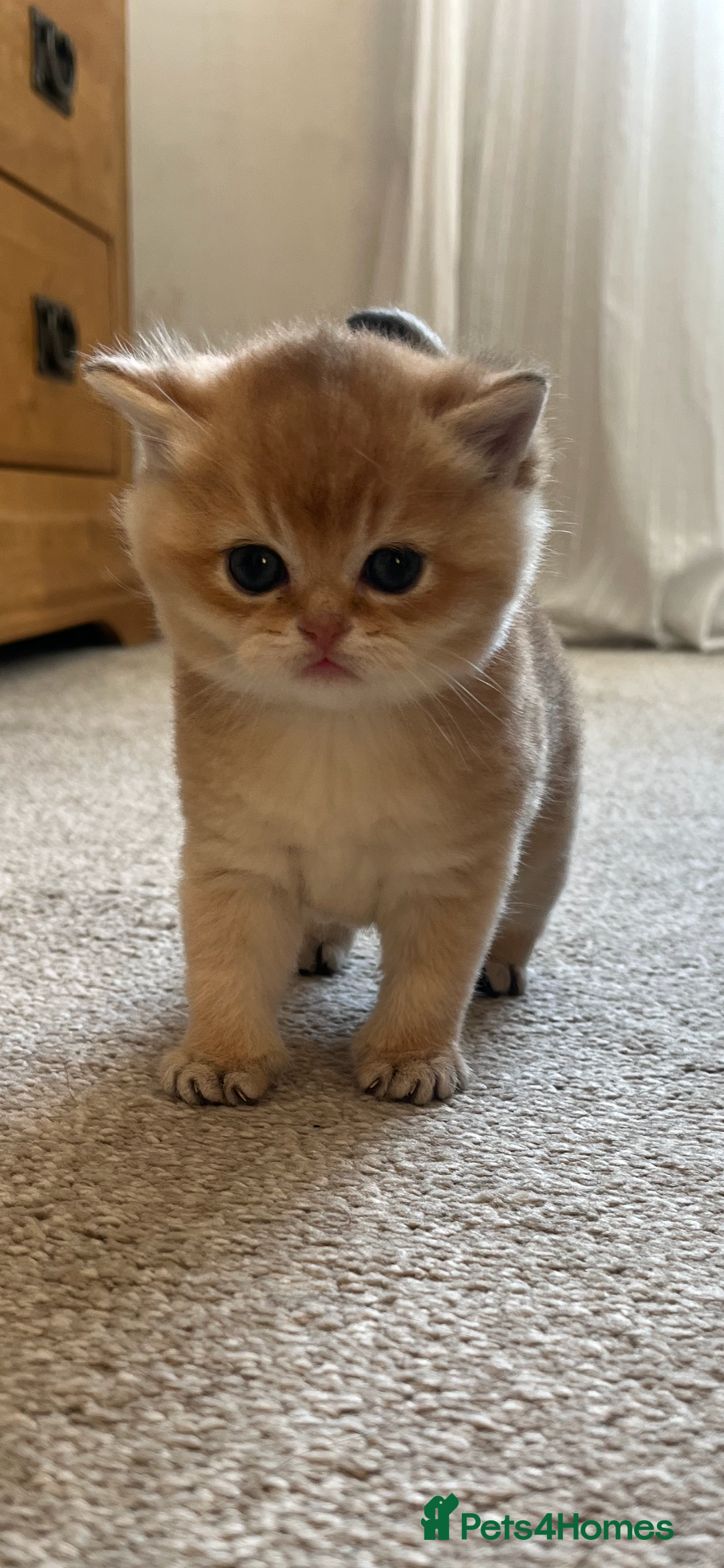 British Shorthair cats for sale: Gccf NY12 kittens world champion lines - Advert 20