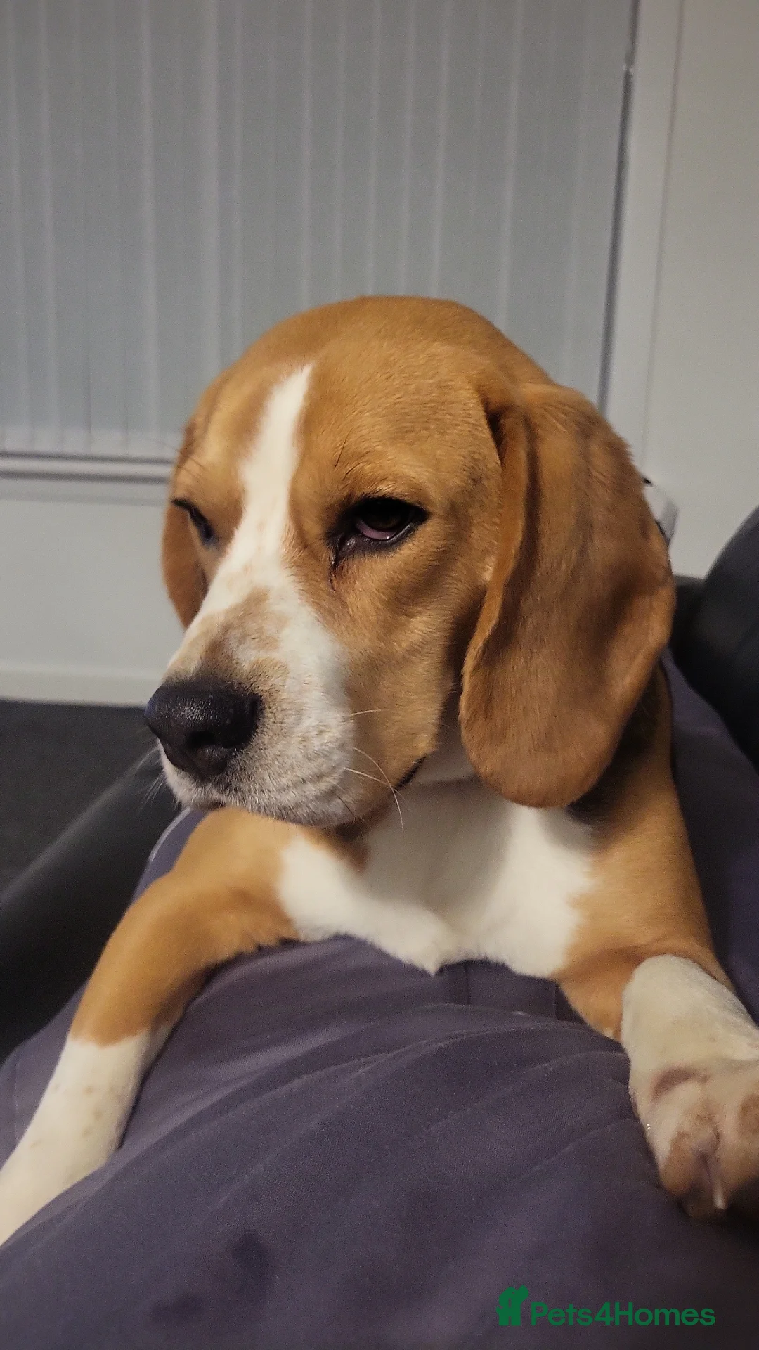 Beagle dogs for sale: Free to good home in Glasgow - Advert 4