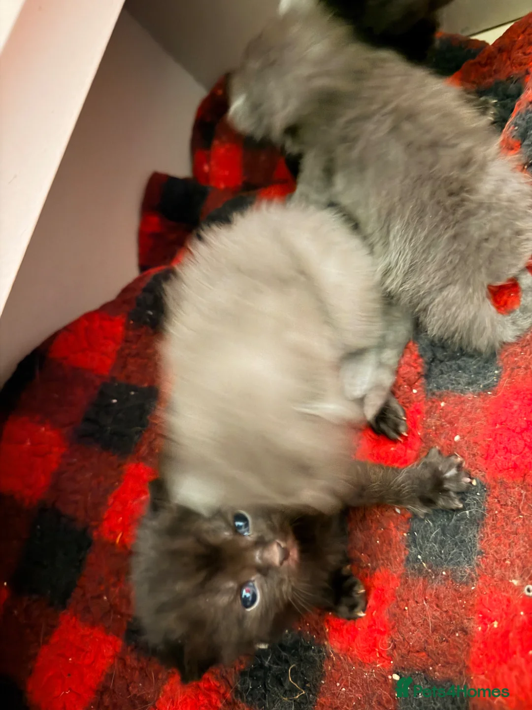 Ragdoll cats for sale: Ragdoll cross British blue  - Advert 22