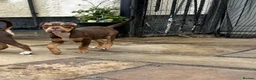Old Tyme Bulldog dogs for sale: LAST TWO OLD TYME BULLDOG  - Advert 3