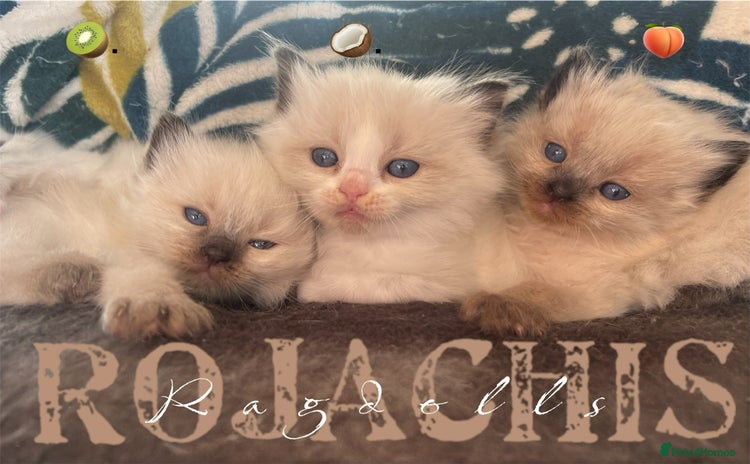 Ragdoll cats - Advert 2