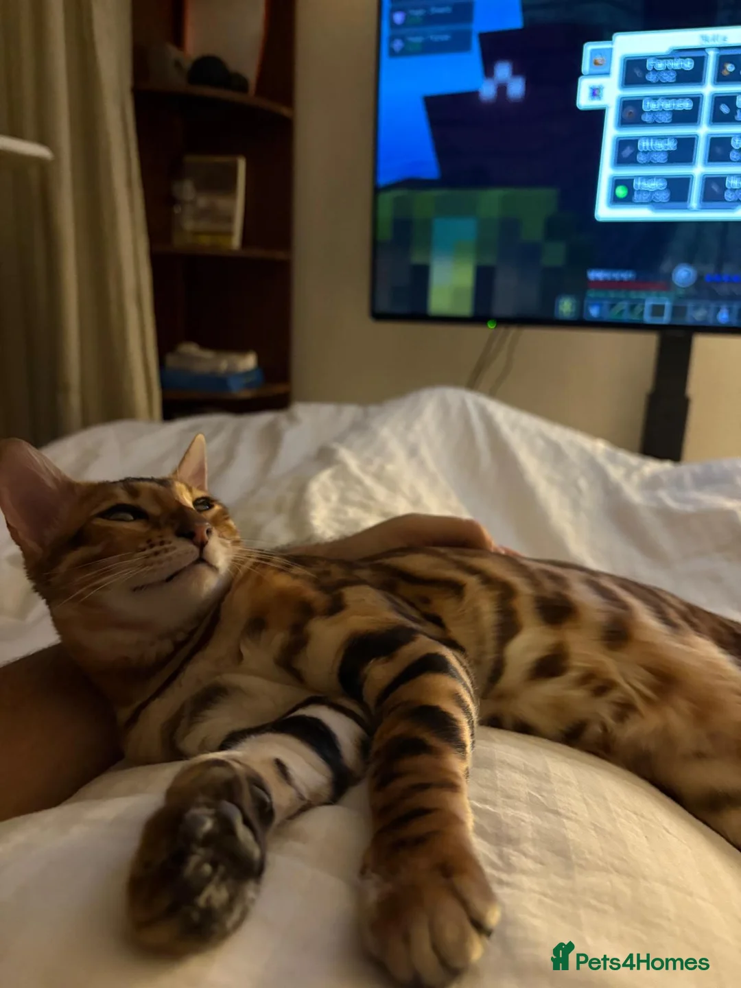 Bengal cats for sale: Bengal Cat in London - Advert 4